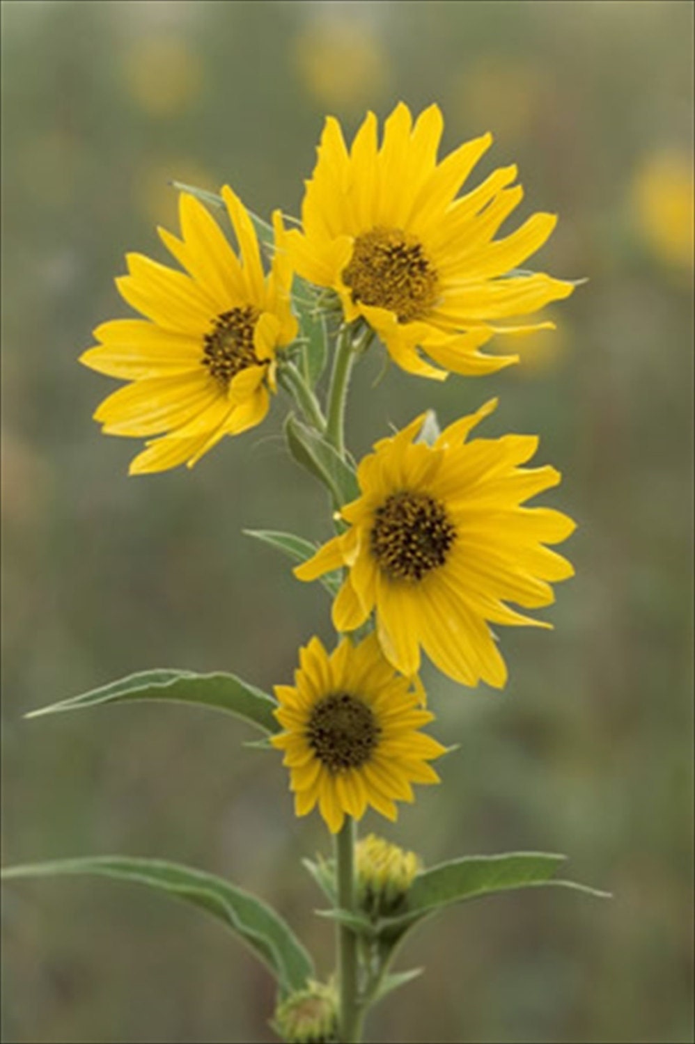25 Perennial Sunflower Maximillian 25 Seeds...Helianthus Etsy