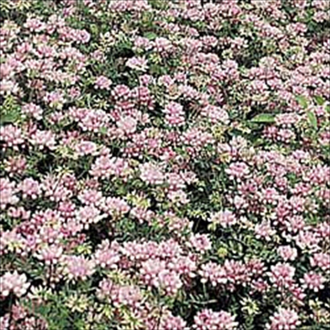 100 Crown Vetch Perennial Groundcover 100 Seeds Great | Etsy