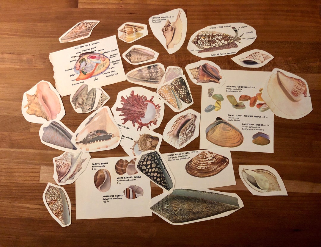 Paper Cutouts of Shells 25 Pieces for Collage Junk - Etsy