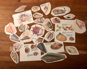 Paper Cutouts of Shells - 25+ Pieces for collage, junk journal, etc.