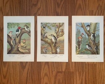 3 Vintage Bird Prints 1934/1960 | Woodpeckers