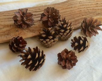 Scotch pine cones lot of 45 small 1.5 inch dry natural pinecones for crafts, rustic Christmas ornament, wedding decor, wreaths, florist