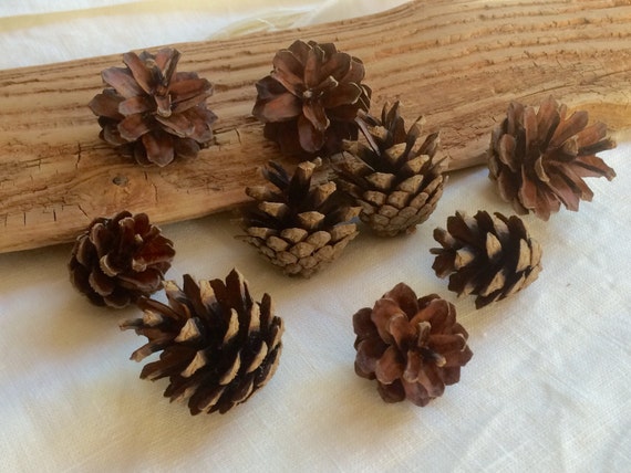 1 Quart Bag - Natural HEMLOCK PINE CONES mini pinecones Crafts, Christmas,  Decor