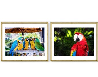 Parrot Print Set, Bird Prints, Parrot Poster Australian Animal Wall Art Tropical Bird Art Bird Print Photography Prints Cockatoo Wall Art