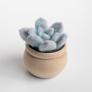 Succulent Mini Needle Felting Kit - ghost plant - Beginner Friendly - DIY Craft Gift