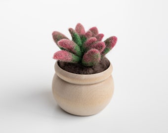 Succulent Mini Needle Felting Kit - anacampseros sunrise - Beginner Friendly - DIY Craft Gift