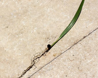 Peut inclure: Une feuille verte unique, de forme longue et fine, attachée à un petit bulbe et à un réseau de fines racines brunes. La plante repose sur une surface claire et texturée.