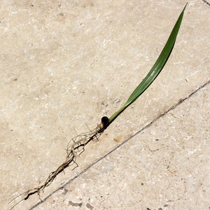 Mexican Fan Palm Tree Washingtonia Robusta Small Seedling Sprout Seeds