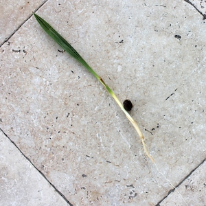 Canary Island Date Palm Tree Local Phoenix Species Organic Natural Non-GMO Seeds Seedling Sprout