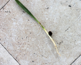 Canary Island Date Palm Tree Local Phoenix Species Organic Natural Non-GMO Seeds Seedling Sprout