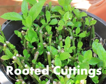 Edible Longevity Spinach, Gynura Procumbens Non-GMO Organic Homegrown 3 Plant Cuttings - Low Maintenance - Fast Growing Zones 9-11 Perennial