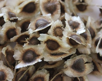 Moringa Oleifera Baum des Lebens Trommelstock Moses bei Mara Nutrient Dense Biologisch angebaute Samen von Phoenix AZ