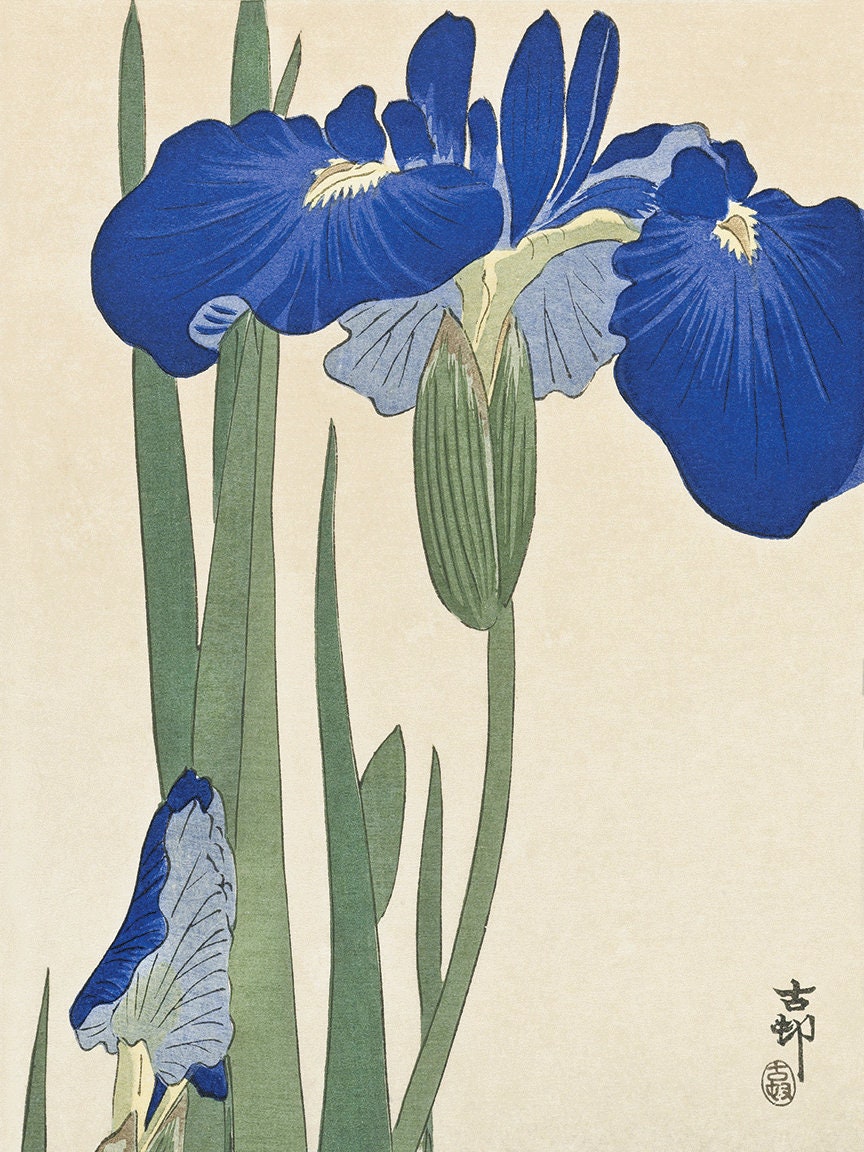 Iris art blue flower art print poster antique prints Botanical Art Prints H...