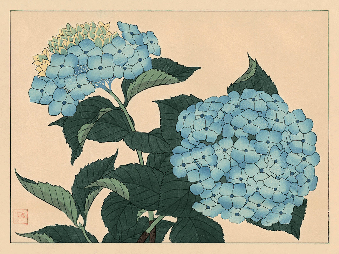 Hydrangea Art Print Japanese Botanical Prints Garden Wall