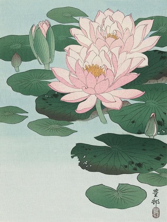 Water Lily Flower Art Print Poster Antique Prints Botanical Etsy