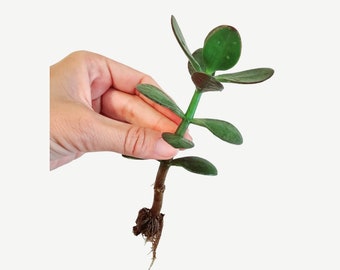 Crassula ovata - jade plant - lucky plant - money plant - money tree succulent. 6" Starter Plant.