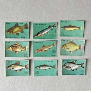 Op de afbeelding: Een verzameling van negen rechthoekige kaarten met illustraties van zoetwatervissen op een lichtgroene achtergrond. Elke kaart toont de naam van de vis, zoals Lin, Szczupak, Pstrag, Karp, Brzana, Karas, Ploc, Losos en Leszcz, met kleine gedrukte tekstdetails.
