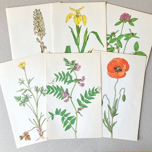 5x vintage illustratie voor scrapbooking, junk journal, smashbook, art journal, ephemera, botanische planten