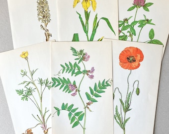 5 Vintage Botanical Illustrations | Plant Prints for Junk Journals, Scrapbooking & Collage