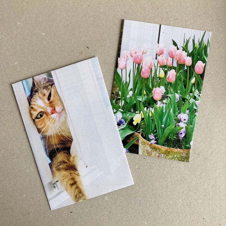 May include: Two greeting cards, one with a cat peeking out from behind a white door and the other with a potted arrangement of pink tulips.