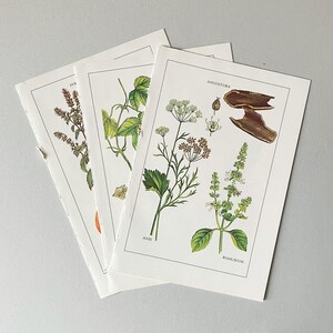 Op de afbeelding: Drie botanische prints in vintage-stijl op wit papier met gedetailleerde illustraties van kruiden en planten. De bovenste print toont Angostura, Anis en Basilikum met groene bladeren en witte bloemen. Elke print is omkaderd met een zwarte lijn.
