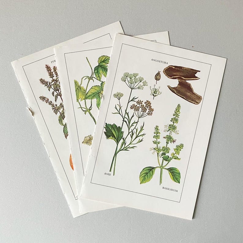 Op de afbeelding: Drie botanische prints in vintage-stijl op wit papier met gedetailleerde illustraties van kruiden en planten. De bovenste print toont Angostura, Anis en Basilikum met groene bladeren en witte bloemen. Elke print is omkaderd met een zwarte lijn.