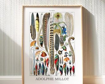 Adolphe Millot Art Print, Vintage Larousse Chart, Bird Feathers Wall Art, Zoological Boho Decor