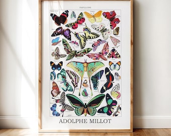 Vintage Butterflies Print by Adolphe Millot, La Larousse Zoological Chart, Framed Wall Art
