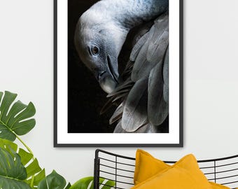 Framed Grey Vulture Photography: Fine Art Wall Hanging