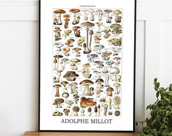 Adolphe Millot Mushroom Print: Vintage Botanical Chart