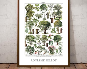 Adolphe Millot Trees Art Print: Vintage Botanical Chart