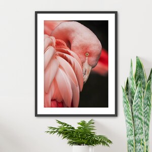 Flamingo Framed Wall Art, Bird Photography, Pink Flamingo Fine Art Wall Hanging
