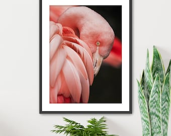 Flamingo Photography Print: Pink Bird Fine Art, Framed Wall Hanging
