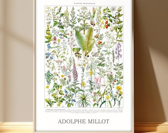 Vintage Floral Poster, Adolphe Millot Plantes Medicinales Art Print, Larousse Print