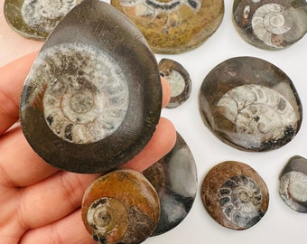 アンモナイトの化石（研磨済み、縫合線あり） 3 1/2インチ以上 lig27
