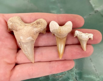 May include: Three fossilized shark teeth of varying sizes. The largest tooth is light brown and has a pointed tip. The medium tooth is a similar color and shape. The smallest tooth is a lighter shade of brown and has a more rounded tip.