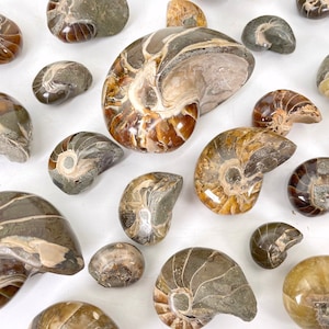 Peut inclure: Une collection de coquilles de nautiles fossilisées de différentes tailles et couleurs. Les coquilles sont disposées sur une surface blanche et présentent des motifs et des textures complexes.