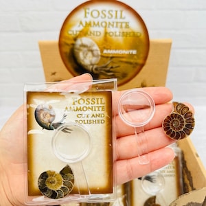 Ammonite Fossil - Cut and Polished Fossil with Magnify Glass