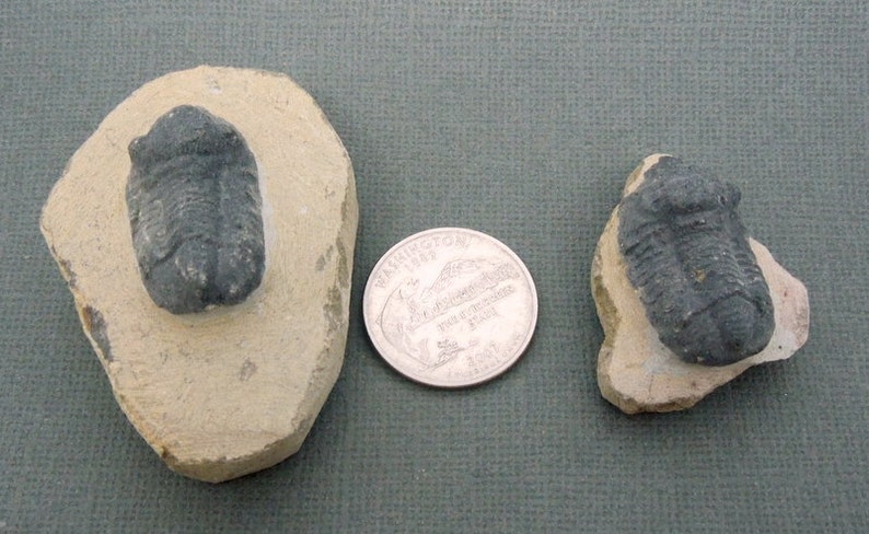 AUTHENTIC Trilobite Fossil Fossilized Trilobite Statue image 3