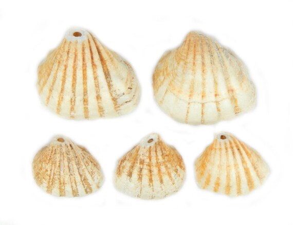 Gambia Shell Top Center Drilled Beads Set of 10 20 or 50 | Etsy