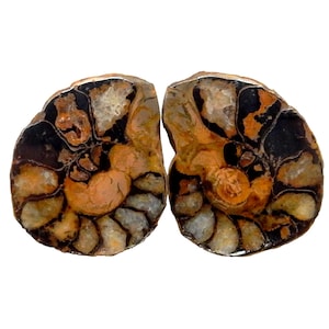 Ammonite Fossil Pair -  Petite Hematite Ammonite Fossil Pair