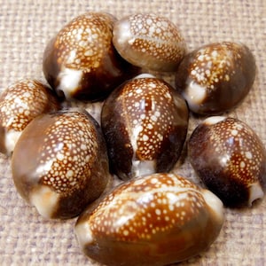 Serpentis Whole Shell Sea Shells