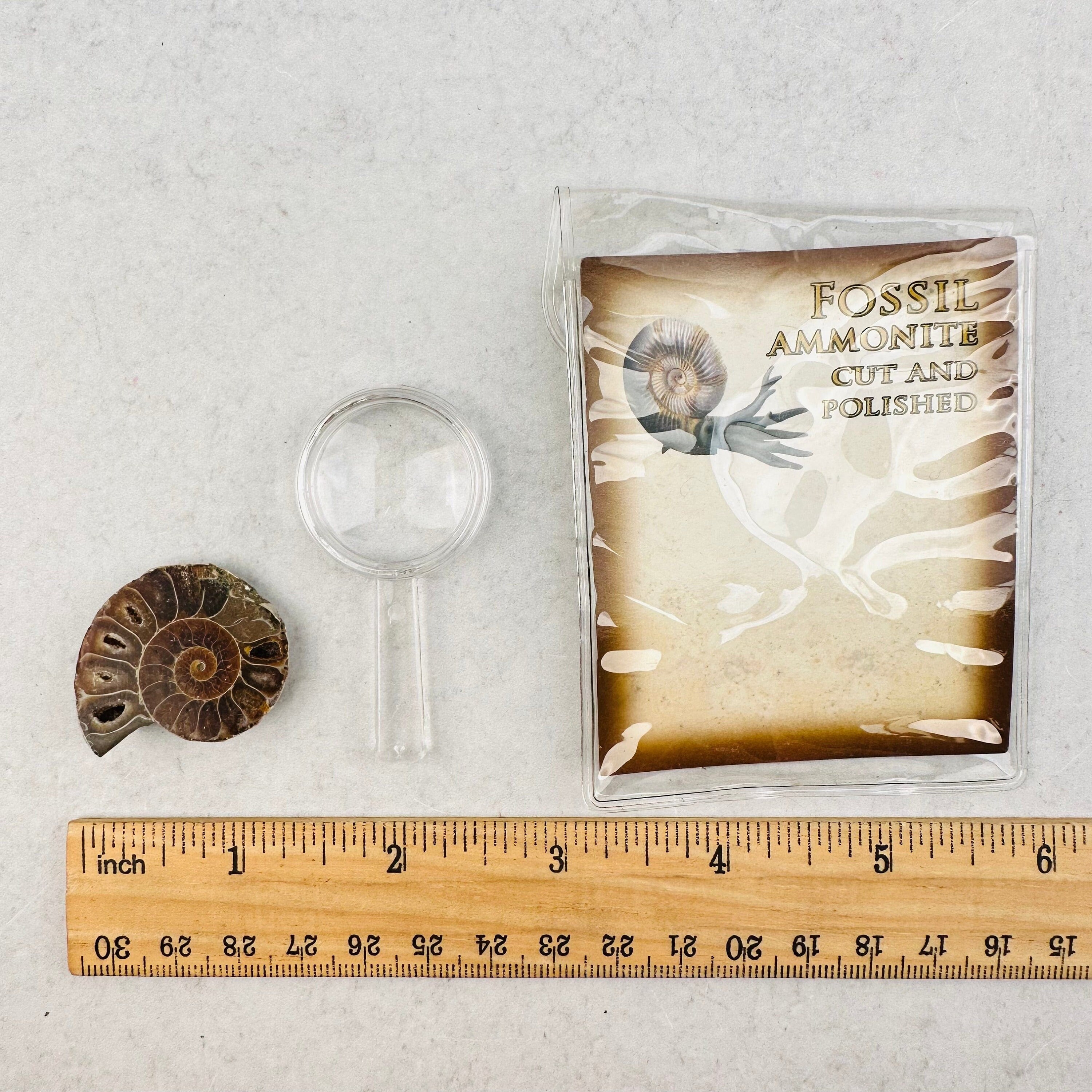 アンモナイトの化石 - 拡大鏡でカット・研磨された化石 - Etsy 日本