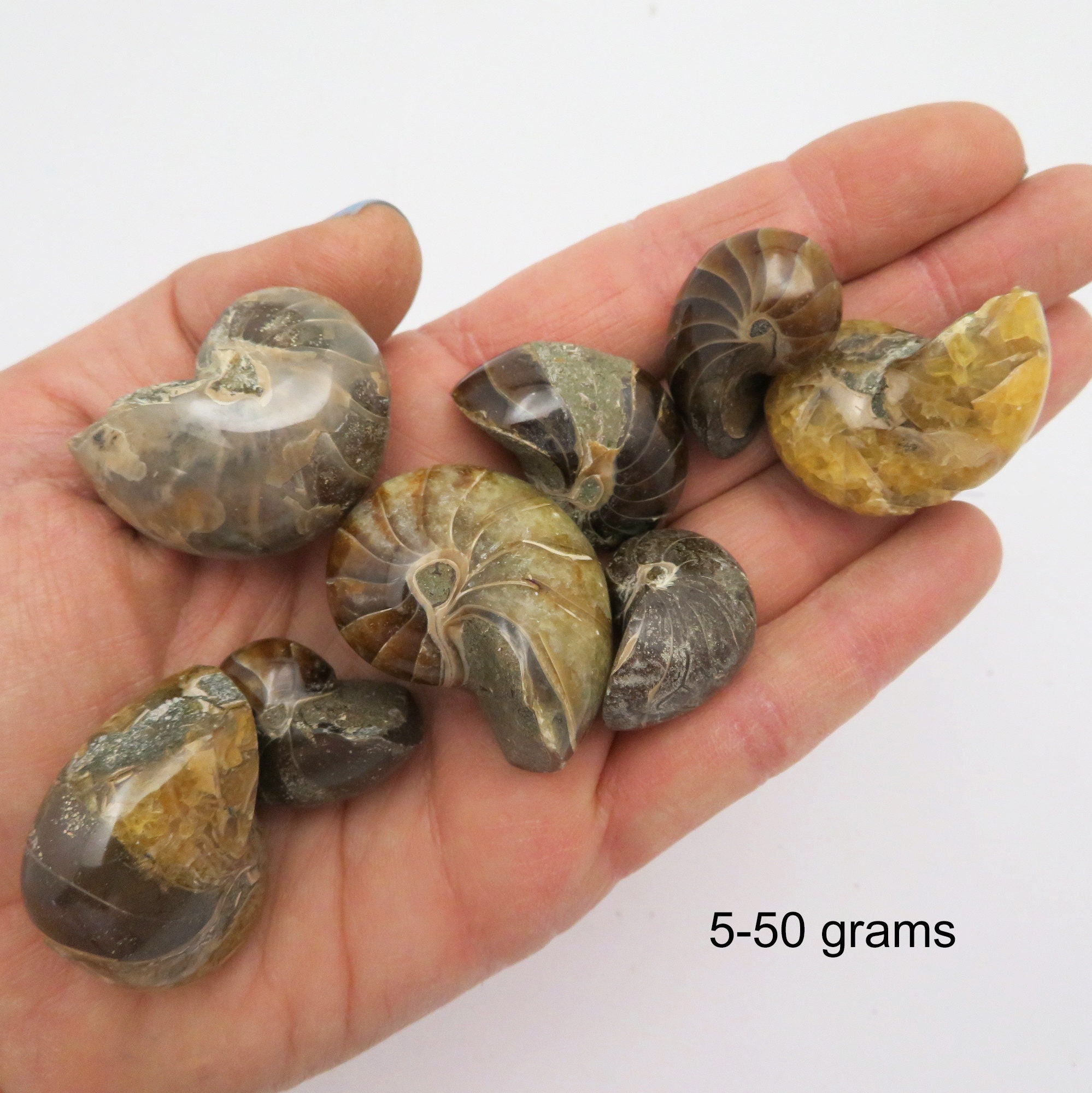 研磨されたアンモナイトの化石 – 収集価値のある白亜紀のオウムガイ