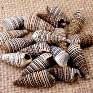 Pode incluir: Uma coleção de pequenas conchas marrons e brancas com um padrão em espiral. As conchas estão dispostas em um grupo sobre uma superfície marrom texturizada.