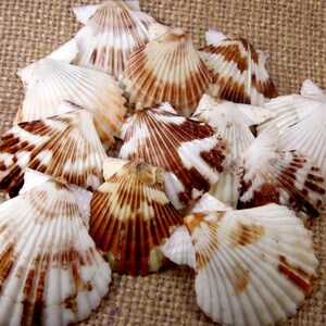 Pecten Tranquebaricus Half Shell
