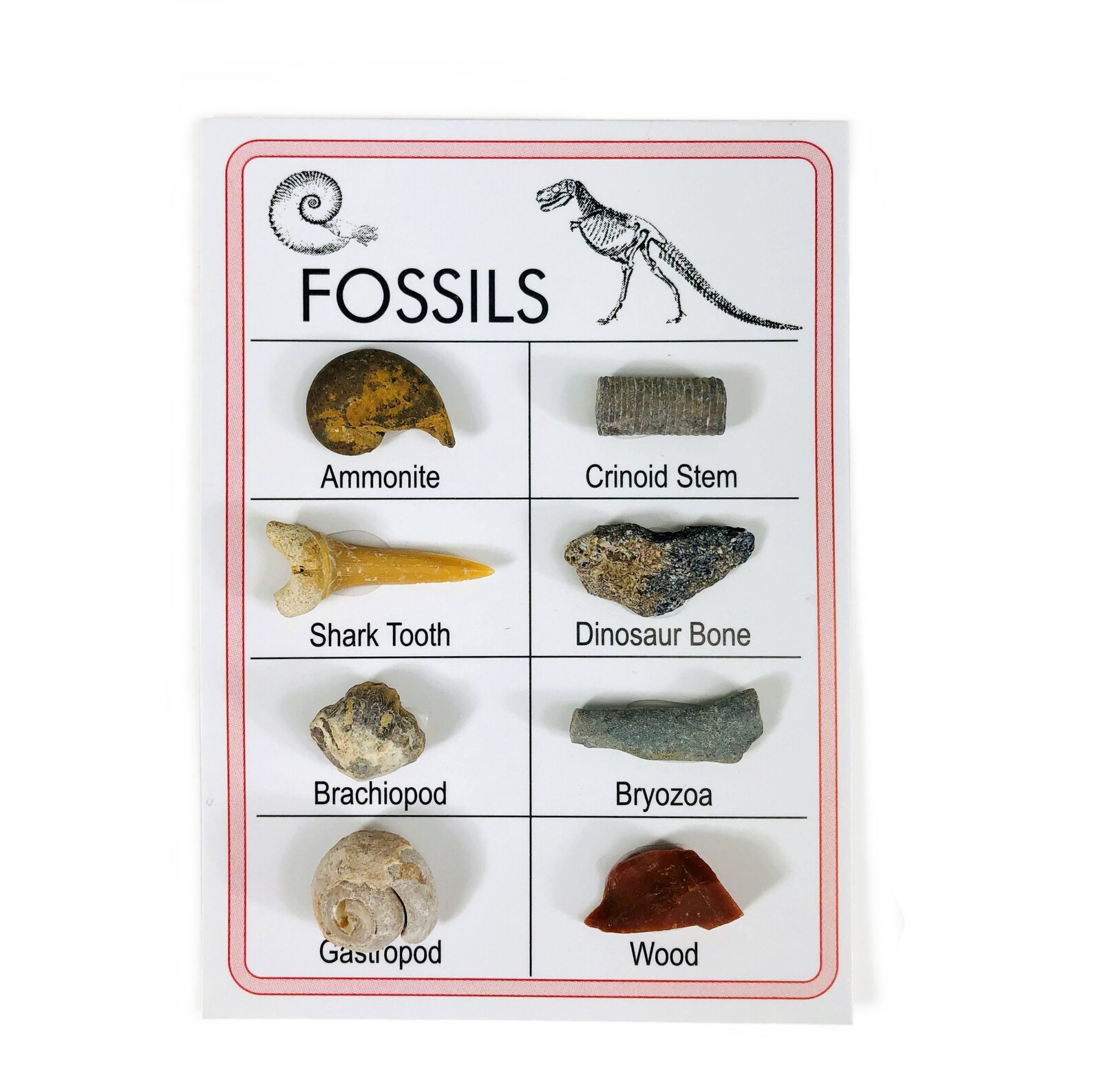 Fossil Specimen Cards Variety of Fossils RK158B7 Etsy