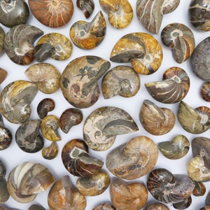 Nautilus fossil (Cretaceous Nautiloid) - Beautiful Collectible Polished Whole Ammonite Fossil- By Weight