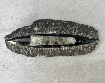 Orthoceras Teardrop Fossil - 400 Million Years Old - Polished Black/Gray - Natural History Specimen - OOAK  -