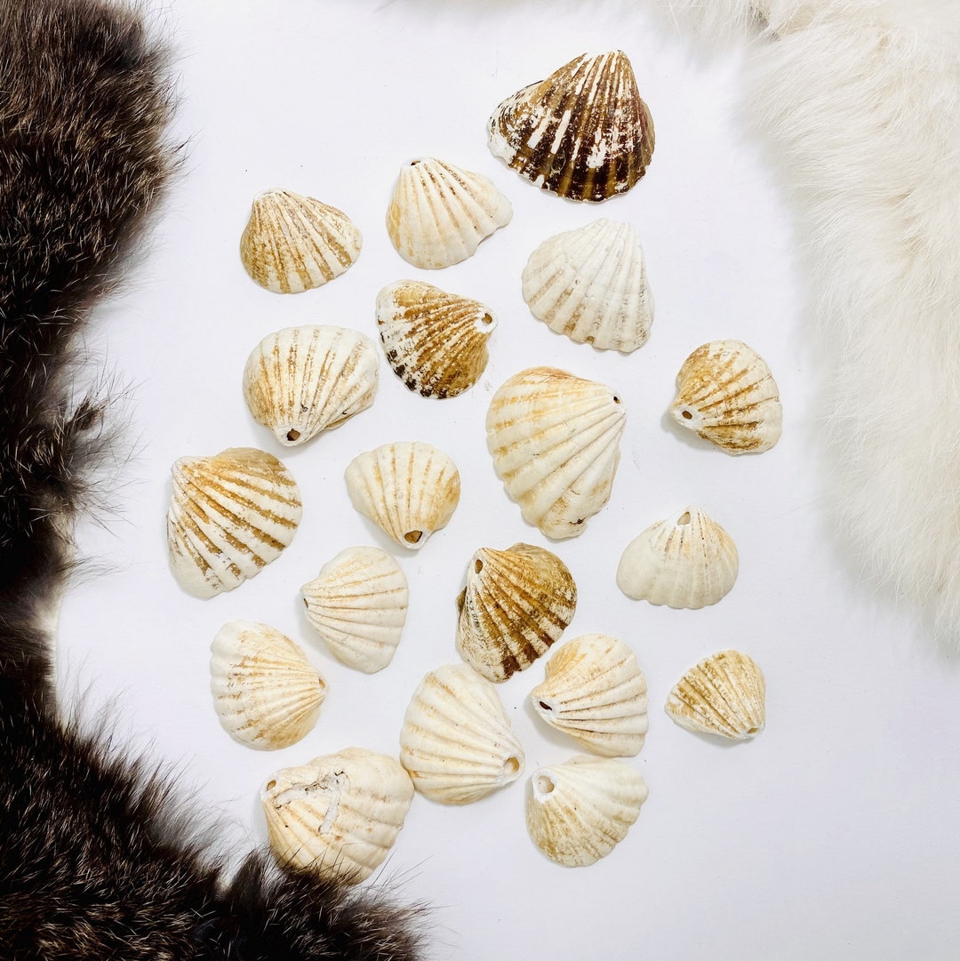 Gambia Shell Top Center Drilled Beads - Set of 10, 20 or 50 Shells - Etsy